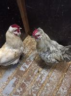 Gratis 2 hanen 1 jaar oud, Animaux & Accessoires