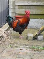 Zwartkoperhals marans haan, Dieren en Toebehoren, Pluimvee, Mannelijk, Kip