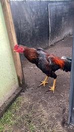 Shamo hanen en hennen, Dieren en Toebehoren, Pluimvee, Mannelijk, Kip