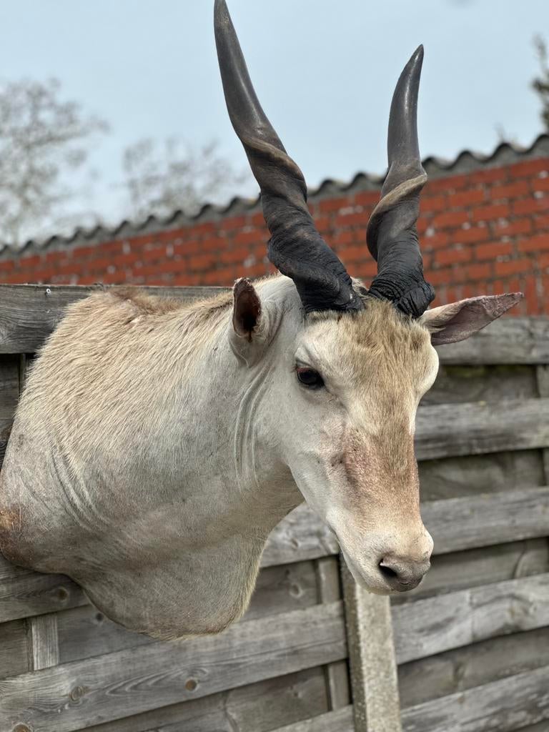 Eland antilope opgezette, Enlèvement