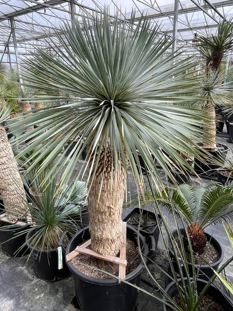 Yucca Rostrata, Tuin en Terras, Planten | Bomen, Lente, 100 tot 250 cm, Palmboom, Ophalen