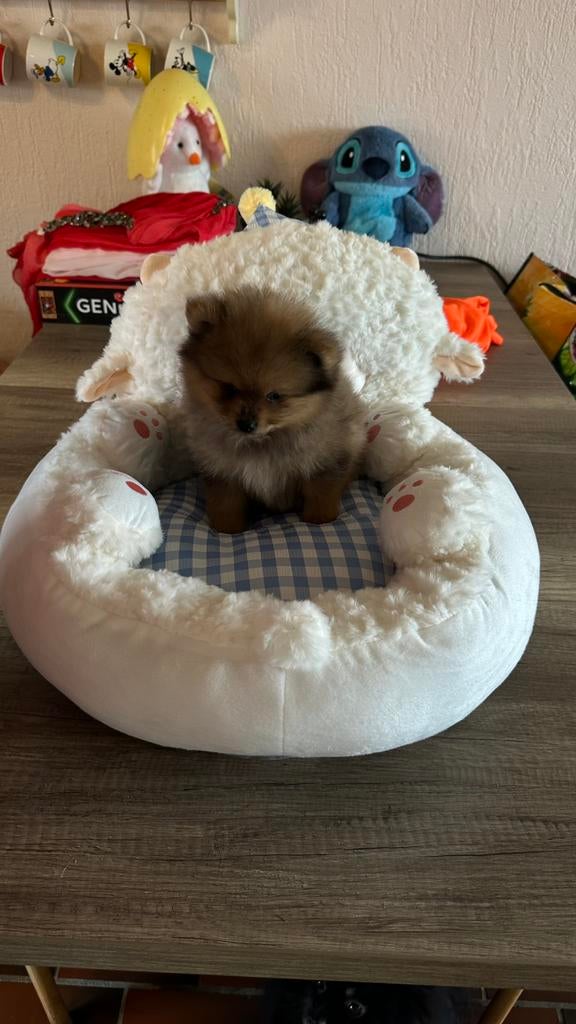 Nog 2 Prachtige raszuivere pomeriaan reutjes beschikbaar, Dieren en Toebehoren, Parvo, België, Particulier, Keeshond