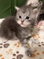 Prachtige Maine Coon kittens, Poes, Gechipt, 0 tot 2 jaar