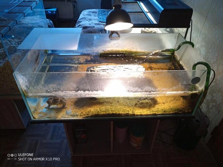 Tortue, aquarium et accessoires., Animaux & Accessoires, Reptiles & Amphibiens | Accessoires, Utilisé, Enlèvement