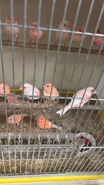 Kanarie, Dieren en Toebehoren, Vogels | Kanaries, Meerdere dieren, Kleurkanarie