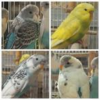 Jonge grasparkieten., Dieren en Toebehoren, Meerdere dieren, Parkiet