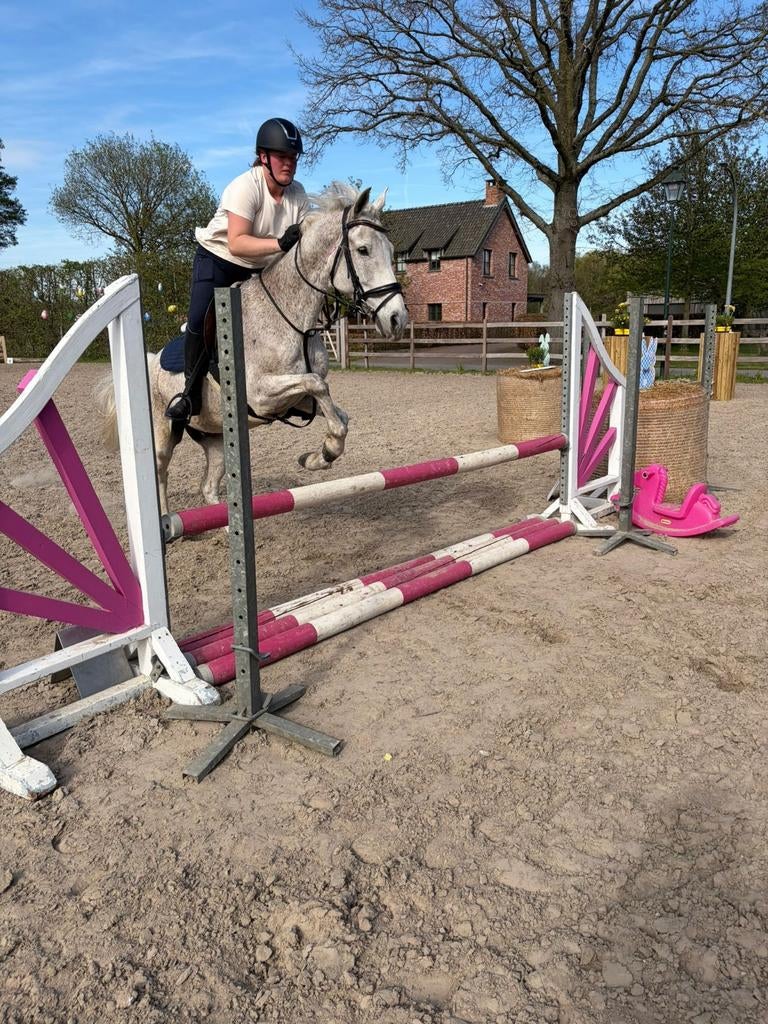 Springpaard te koop, Ophalen