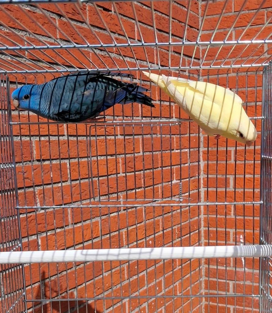 Catharina parkieten, Dieren en Toebehoren, Vogels | Parkieten en Papegaaien, Geringd