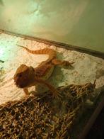 Baardagaam vrouwtje, Overige soorten, Tam, 0 tot 2 jaar