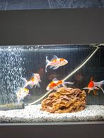 Goudvissen, Dieren en Toebehoren