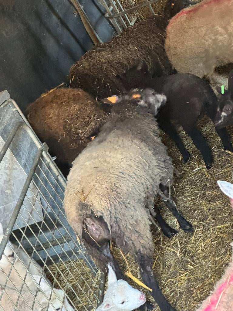 Moeren en ram, Plusieurs animaux, Mouton