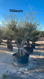 ‼️olijfbomen olea europaea aan stuntprijzen ‼️, Ophalen