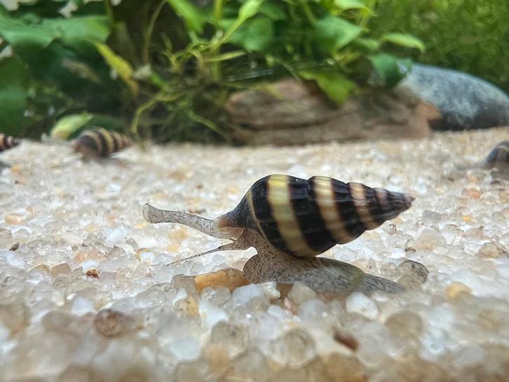 Slaketende slak - Anatome Helena, Animaux & Accessoires, Poissons | Poissons d'aquarium, Poisson d'eau douce, Escargot ou Mollusque