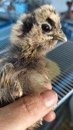 Kuikens 2weken, Dieren en Toebehoren, Ophalen