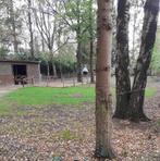 Weide te Wuustwezel te koop, Dieren en Toebehoren, Weidegang, 1 paard of pony