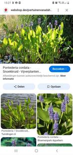 Snoekkruid, Tuin en Terras, Ophalen