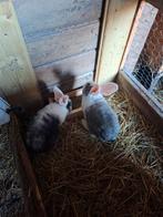 Duitse reuzen, Femelle, Grand