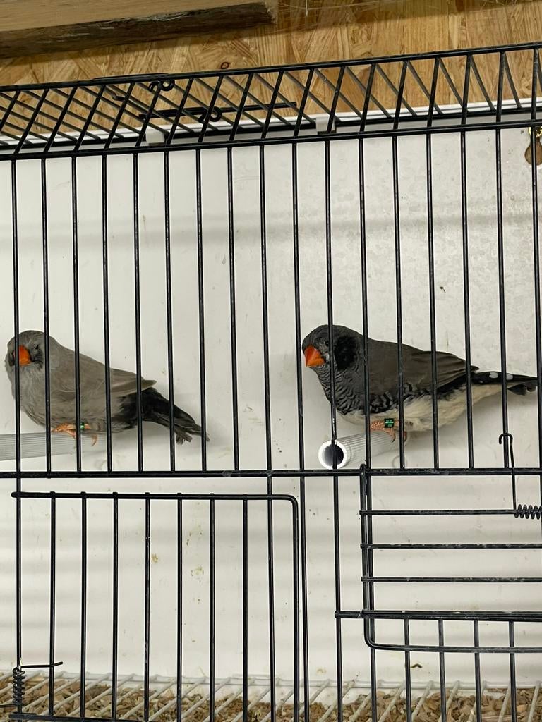 Koppel charcoal zebravinken, Animaux & Accessoires, Oiseaux | Oiseaux Autre, Oiseau tropical, Plusieurs animaux, Bagué