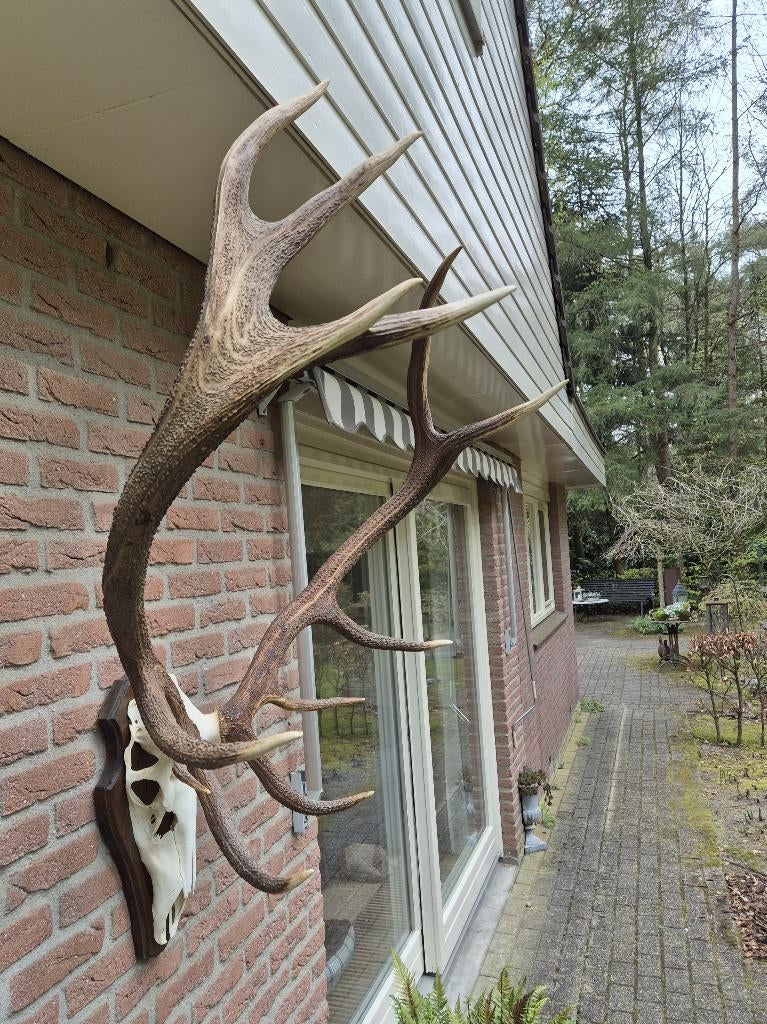Mega Groot Zwaar Edelhert Gewei Trofee 8,2 kg Jacht Mancave, Ophalen, Zo goed als nieuw, Hert, Schedel