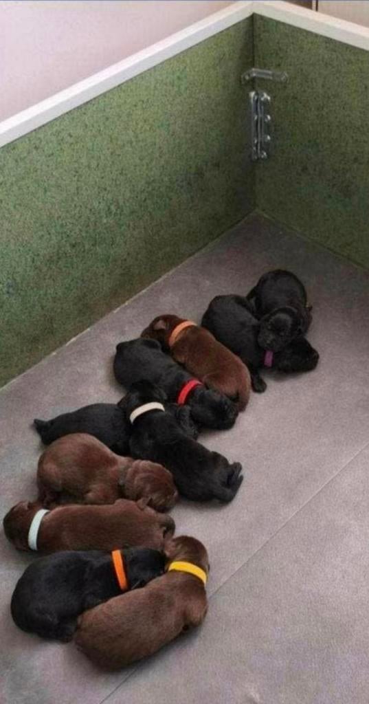 Na nestje Labradors mag weg deze werpkist., Dieren en Toebehoren, Ophalen