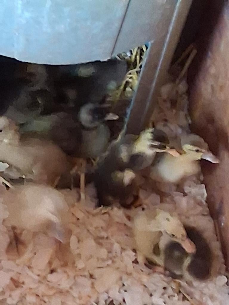 Indische loopeend kuikens, Dieren en Toebehoren, Pluimvee