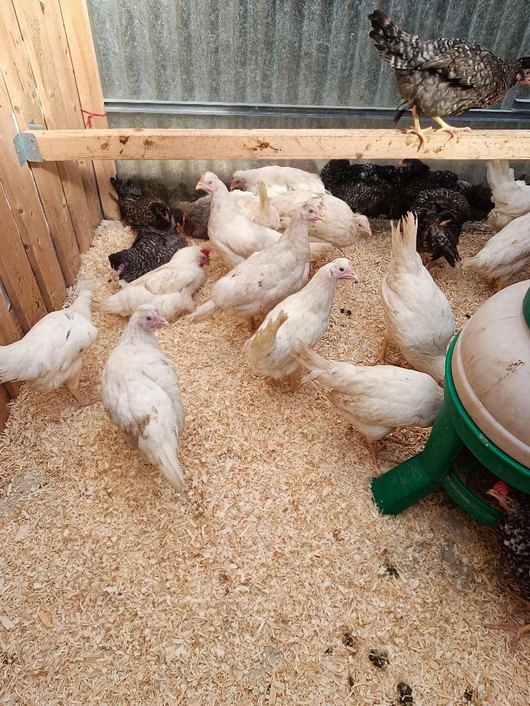 pondeurs couleur et poulets traditionnels 5+1/10+3 gratuits, Femelle, Poule ou poulet