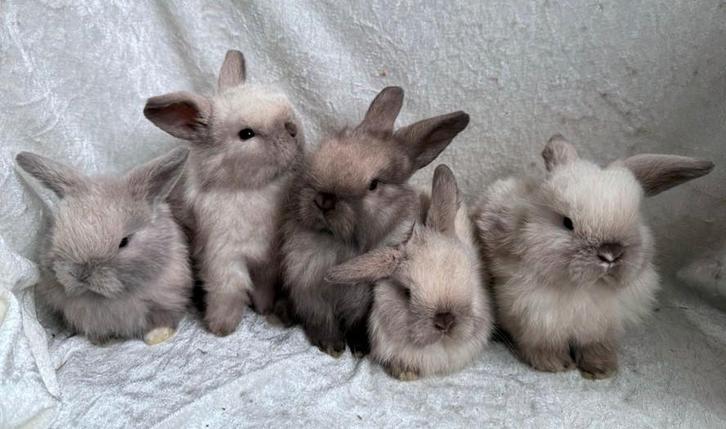 Nog 1 Fantastisch mooi super lief handtam Minilop koppeltje, Animaux & Accessoires, Lapins, Petit, Plusieurs animaux, 0 à 2 ans