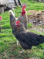 Aarschotse kriel, Dieren en Toebehoren, Kip