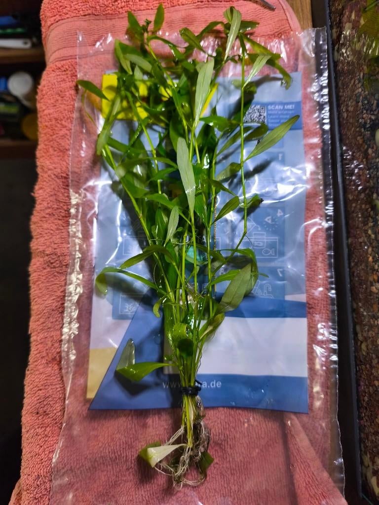 Hygrophila polysperma, Dieren en Toebehoren, Ophalen, Nieuw, Plant(en), Steen of Hout