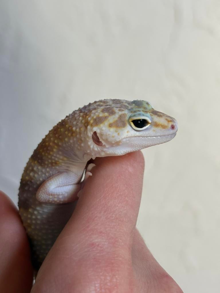 Tremper eclipse luipaardgekko man, Animaux & Accessoires, Reptiles & Amphibiens, Lézard, Domestique, 0 à 2 ans