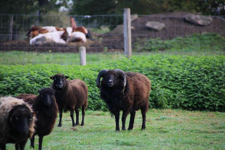Quessant-schaap ram, Animaux & Accessoires, Moutons, Chèvres & Cochons, Mouton, Mâle, 3 à 5 ans