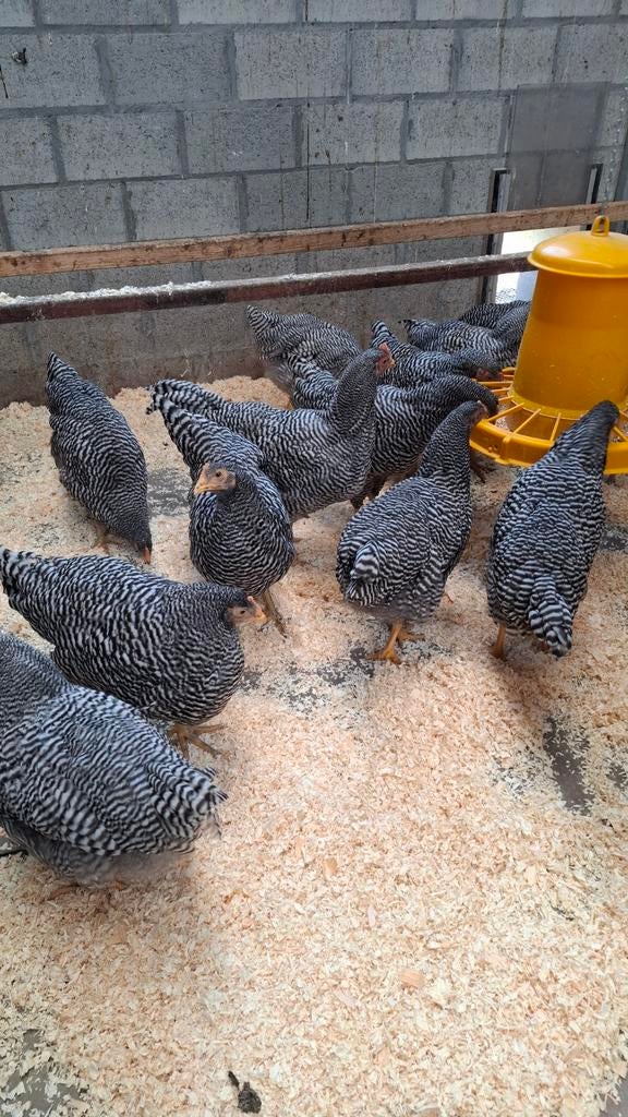 Amrock sierkippen groothoenders, Animaux & Accessoires, Volatiles