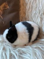 Zeer mooie bonte kleurdwerg, Petit