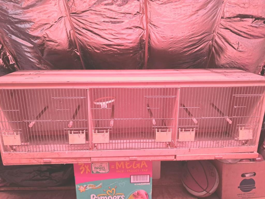 Kweekkooien voor vogels twee stuks, Dieren en Toebehoren, Vogels | Hokken en Kooien, Ophalen