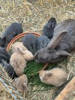 Handtamme vlaamse reusjes bruin/ blauw, Mars, Domestique, Autres types, Plusieurs animaux