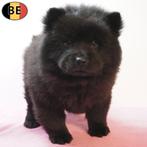 Chow Chow, chiots belges à vendre, Commerçant, Autres races, 8 à 15 semaines, Plusieurs