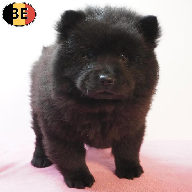 Chow Chow, Belgische pups te koop, Dieren en Toebehoren, Honden | Poolhonden, Keeshonden en Oertypen, Meerdere dieren, Overige rassen
