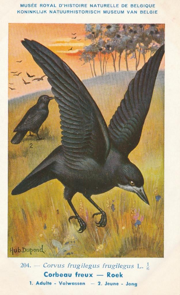 ROEK, Collections, Cartes postales | Animaux, Envoi, Non affranchie, Oiseaux