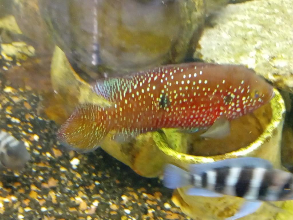 Verschillende chicliden, Dieren en Toebehoren