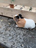 Cavia zeugje, Dieren en Toebehoren, Vrouwelijk, Tam, Maart, Cavia