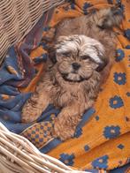 Shih tzu pups, Dieren en Toebehoren, Parvo, België, Overige rassen, 8 tot 15 weken