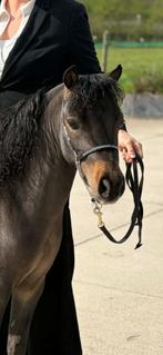 miniatuur paardje hengst, Animaux & Accessoires, Chevaux, M, Avec pedigree, Étalon, 0 à 2 ans