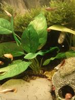 80liter met ancitrus longfins en andere soorten&veel vissen, Ophalen