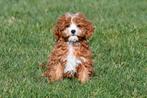 Chiots Cavapoo à vendre
