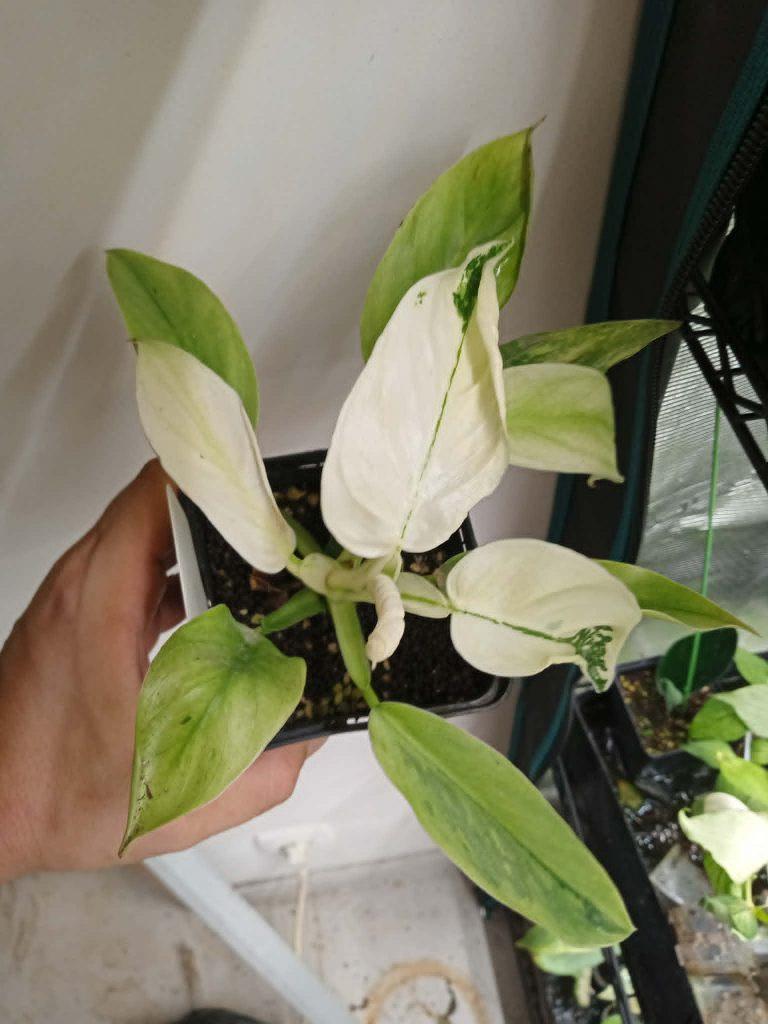 philodendron José Beuno, Maison & Meubles, Plantes d'intérieur, Autres espèces, Moins de 100 cm, Plante verte, Ombre partielle