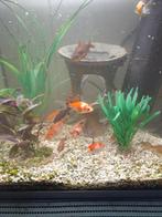 3 cm tot 10 cm koudwater vissen., Dieren en Toebehoren