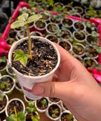 AARDBEIENPLANTJES TE KOOP! 20 stuks 10 euro, Ophalen of Verzenden