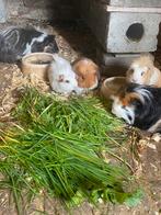 Cochons d'Inde de race pure Alpaca/Sheltie et Coronet, Animaux & Accessoires, Rongeurs, Décembre, Domestique, Cobaye, Sexe inconnu