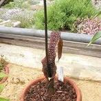 voedoe lelie, Jardin & Terrasse, Plantes | Jardin, Enlèvement