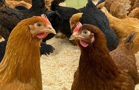 Poules pondeuses prêtes à pondre - 0472-51.09.71 - A 21h, Poule ou poulet